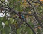 What bird ?
_W7Z7338-01