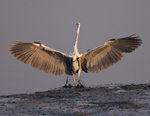 _P1B6011 - Version 2