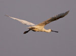 _P1B6113 - Version 2