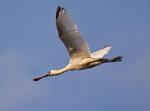 _P1B6200 - Version 2