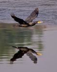 _P1B6289 - Version 2