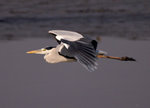 _P1B6330 - Version 2