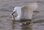 _P1B6734 - Version 2
