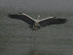 Grey Heron 蒼鷺 
KW7Z6543_T