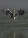 Grey Heron 蒼鷺 
KW7Z6545_T