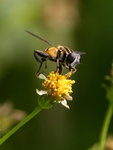 Bee buzzzzzzz
KW7Z6919