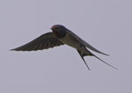 家燕
Just fast enough to catch one!!!
_W7Z8254-02