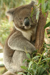 a fat Koala (Wildlife Wonderland)