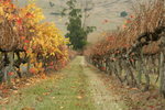inside Fergusson Winery