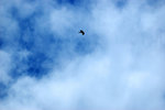 DSC_0070.nef