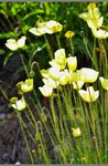 we saw some opium poppy flowers