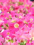 PICT0248e