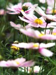 PICT2463e