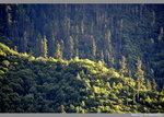 it just like a forest,u never see in Ngari District