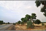 the 胡&#26472;&#26641; beside the road, most of them live near the desert