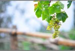 grape, represent Turpan