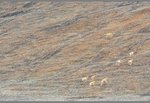 i am not sure is these tibetan antelope