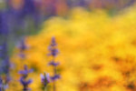 PICT0006z