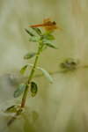 _MG_1715a