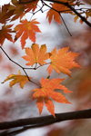 _MG_3620