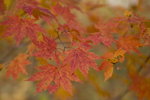 _MG_3624