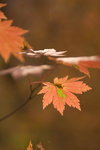 _MG_3675