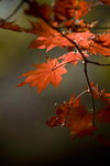 _MG_3621