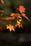_MG_3653
