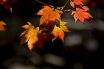 _MG_3657