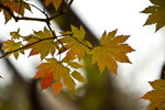 _MG_3661