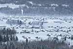 _MG_4948