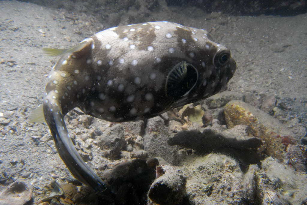 狗仔就在我面前跑了一圈