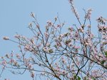 IMG_7315 a