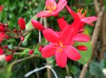 IMG_7483 a