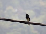 IMG_7486 a