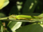 PICT0232 a