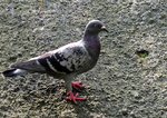 IMG_2910 a