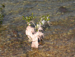 PICT0317 a