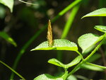 PICT0062