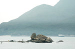 PICT0085 a