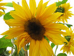 荔枝山莊外攝的太陽花