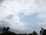 IMG_7099 a