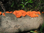 鮮橙色野菌