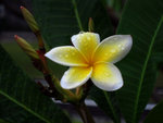 IMG_4743 a