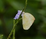 _DSC7345 a