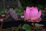DSC_0145 b