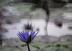 DSC_0151 b