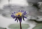 DSC_0152 b