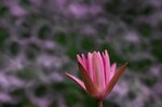 DSC_0169 b