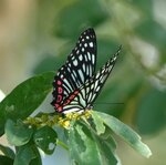 DSC08418 a